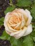 Chandos Beauty rose photo