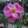 Jolie Provence rose photo