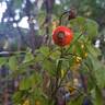 Jam-a-licious rose photo