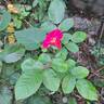 Ariel ® rose photo