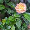 King Arthur ® rose photo