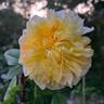 Henri Delbard rose photo