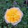 Henri Delbard rose photo