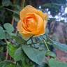 Bataclan rose photo