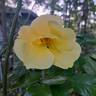 Lemon Fizz ® rose photo