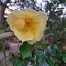 Lemon Fizz ® rose photo