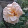 Courage rose photo