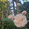 Catherine Meurisse rose photo