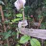 Catherine Frot rose photo