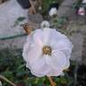 Aspirin ® Rose rose photo