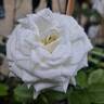 Schneeküsschen rose photo