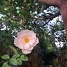 Iceberg rose photo