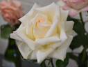 Fresh Cream rose photo