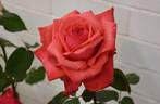 Dolly Parton rose photo