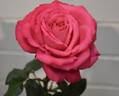 Unconventional Lady rose photo