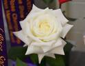Pope John Paul II ™ rose photo