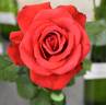 Camp David rose photo