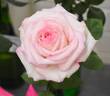 Moonstone ™ rose photo