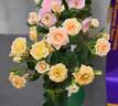 Party Girl ® rose photo