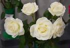 Tineke rose photo