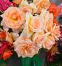 Apricot Nectar rose photo