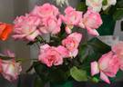 Bold Seduction rose photo