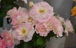 Seduction rose photo