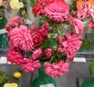 Great Balls of Fire rose photo