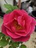 AKA 413.1-22 rose photo