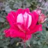 Love rose photo