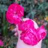 Dian rose photo