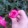 Dian rose photo