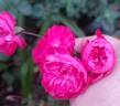 Dian rose photo