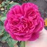 Like No Other rose photo