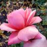 Victoriana rose photo