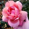 Victoriana rose photo