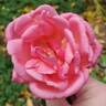 Clementina Carbonieri rose photo