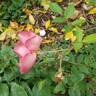 Clementina Carbonieri rose photo