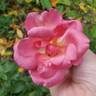 Clementina Carbonieri rose photo