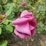 Sweet Madame Blue ™ rose photo