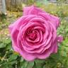 Sweet Madame Blue ™ rose photo