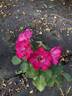 AKA190-22 rose photo