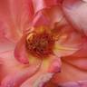 Rio Samba ™ rose photo