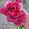 Night Time rose photo