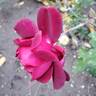 Night Time rose photo