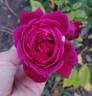 Oklahoma (Hybrid Tea, Swim rose photo