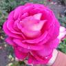 Mauvelous rose photo