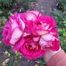 Mauvelous rose photo