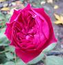Like No Other rose photo