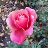 Victoriana rose photo